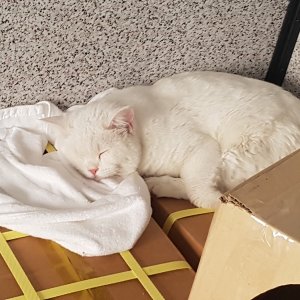 고양이 주인을 찾습니다 고양이 전단지