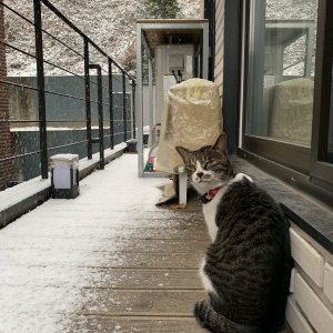 고양이 구조 코리아쇼트헤어 서울특별시 마포구