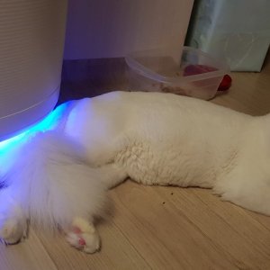 고양이를 찾습니다 고양이 전단지