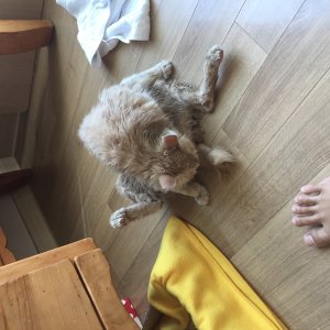 고양이 주인을 찾습니다 고양이 전단지