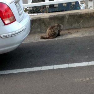 고양이 목격 기타묘종 대구광역시 달서구