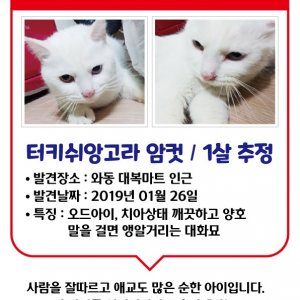 고양이 주인을 찾습니다 고양이 전단지