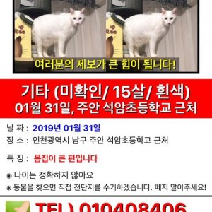 고양이를 찾습니다 고양이 전단지