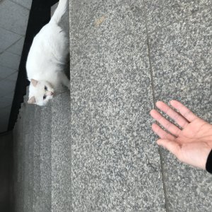 고양이 주인을 찾습니다 고양이 전단지