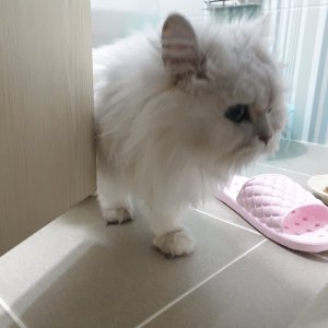 고양이 주인을 찾습니다 고양이 전단지