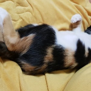 고양이를 찾습니다 고양이 전단지