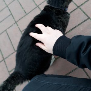 고양이 주인을 찾습니다 고양이 전단지