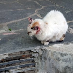 고양이 구조 코리아쇼트헤어 경기도 안성시