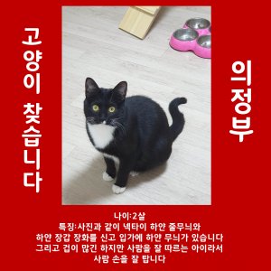 고양이를 찾습니다 고양이 전단지