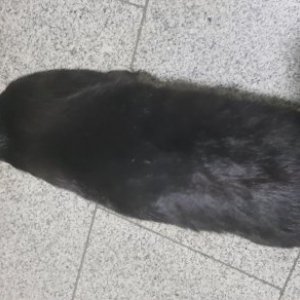 고양이 주인을 찾습니다 고양이 전단지