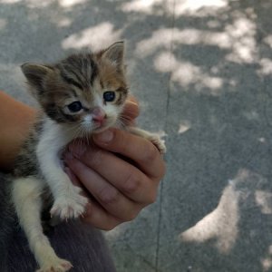 고양이 구조 기타묘종 서울특별시 마포구