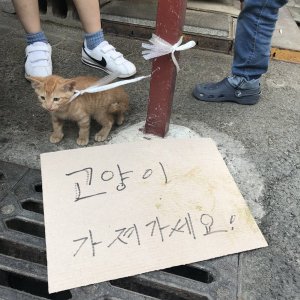 고양이 목격 옥시켓 경상남도 통영시