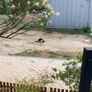 고양이 주인을 찾습니다 고양이 전단지