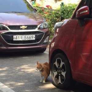 고양이 목격 기타묘종 경기도 용인시 기흥구