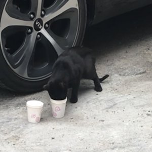 고양이 주인을 찾습니다 고양이 전단지