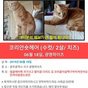 고양이를 찾습니다 고양이 전단지