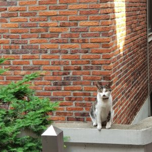 고양이실종분실 서울특별시 종로구