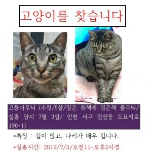 고양이를 찾습니다 고양이 전단지