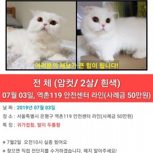 고양이를 찾습니다 고양이 전단지