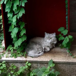 고양이 구조 페르시안 경기도 안산시 단원구