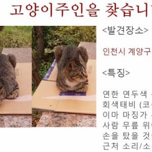 고양이 주인을 찾습니다 고양이 전단지