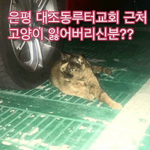 고양이 목격 코리아쇼트헤어 서울특별시 은평구