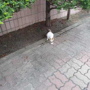 고양이 주인을 찾습니다 고양이 전단지