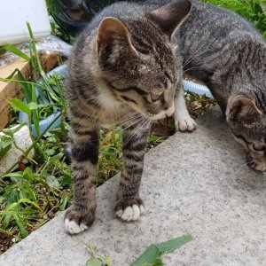 고양이 구조 코리아쇼트헤어 서울특별시 강남구