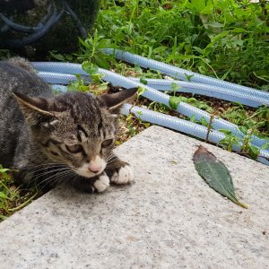 고양이 주인을 찾습니다 고양이 전단지