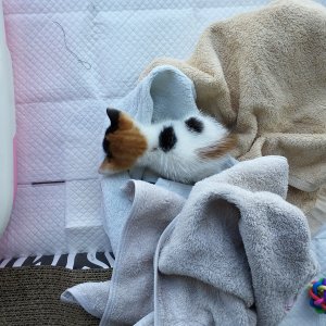 고양이 구조 코리아쇼트헤어 부산광역시 사상구