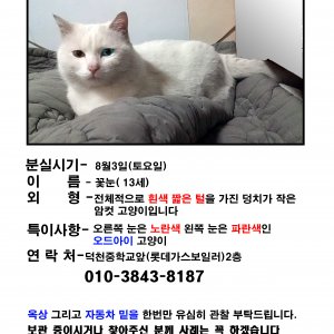 고양이를 찾습니다 고양이 전단지