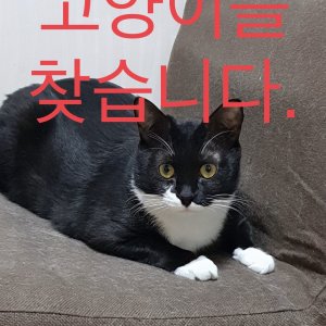 고양이실종분실 인천광역시 서구