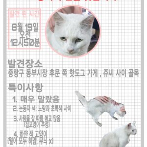 고양이 주인을 찾습니다 고양이 전단지