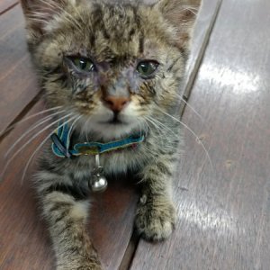 고양이 구조 기타묘종 경기도 성남시 수정구