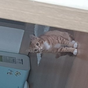 고양이 주인을 찾습니다 고양이 전단지