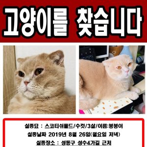 고양이를 찾습니다 고양이 전단지