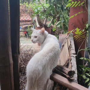 고양이 주인을 찾습니다 고양이 전단지