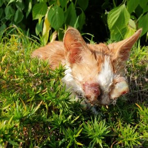 고양이 목격 믹스묘 경기도 양주시