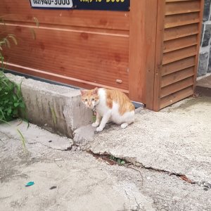 고양이 주인을 찾습니다 고양이 전단지