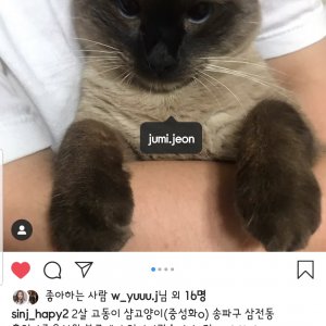 고양이를 찾습니다 고양이 전단지