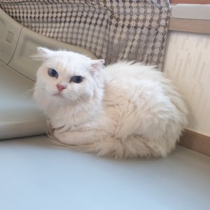 고양이 주인을 찾습니다 고양이 전단지