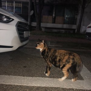 고양이 주인을 찾습니다 고양이 전단지