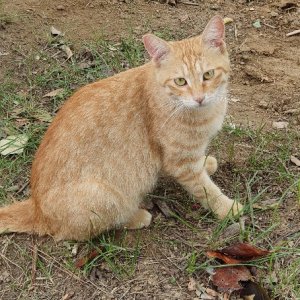 고양이 주인을 찾습니다 고양이 전단지