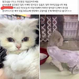 고양이 주인을 찾습니다 고양이 전단지