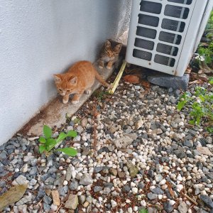 고양이 구조 기타묘종 충청남도 천안시 동남구