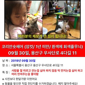 고양이를 찾습니다 고양이 전단지