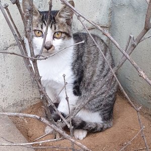 고양이 목격 코리아쇼트헤어 대구광역시 수성구