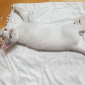 고양이 주인을 찾습니다 고양이 전단지