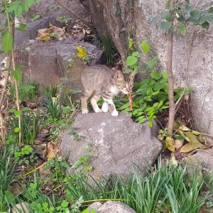 고양이 주인을 찾습니다 고양이 전단지