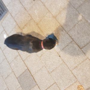 고양이 주인을 찾습니다 고양이 전단지